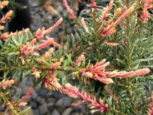 Podocarpus lawrencei × nivalis 