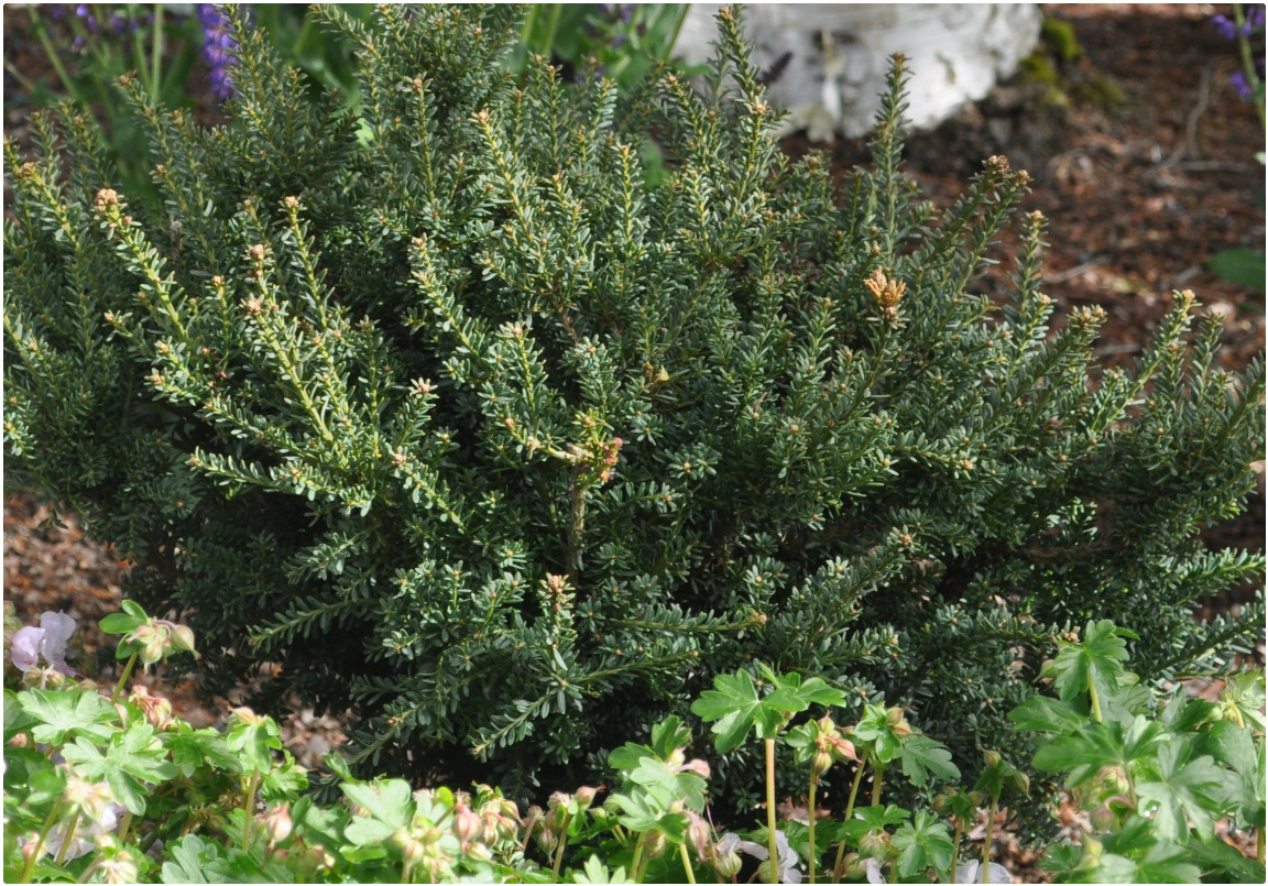 Podocarpus nivalis 