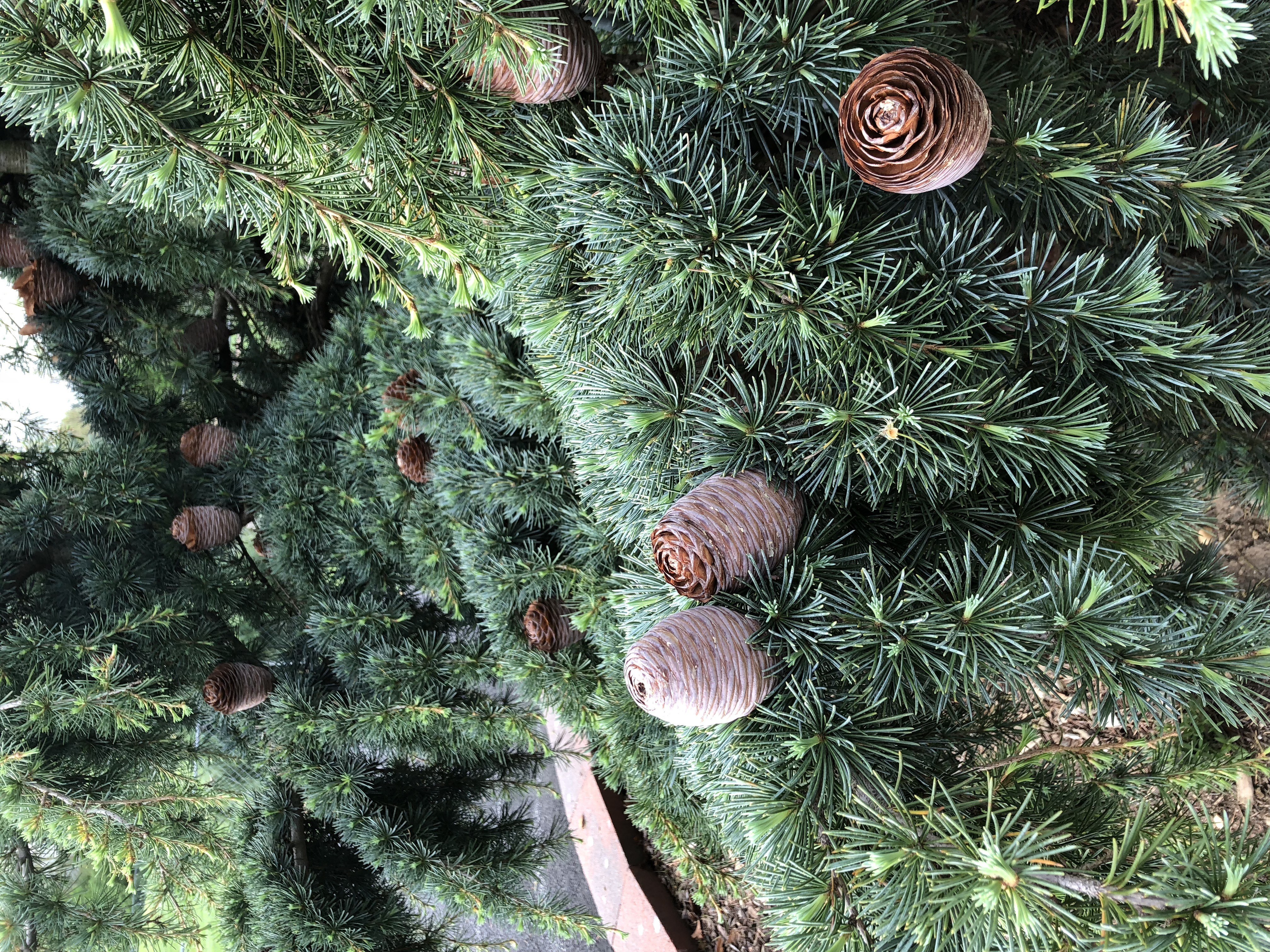 Cedrus libani 