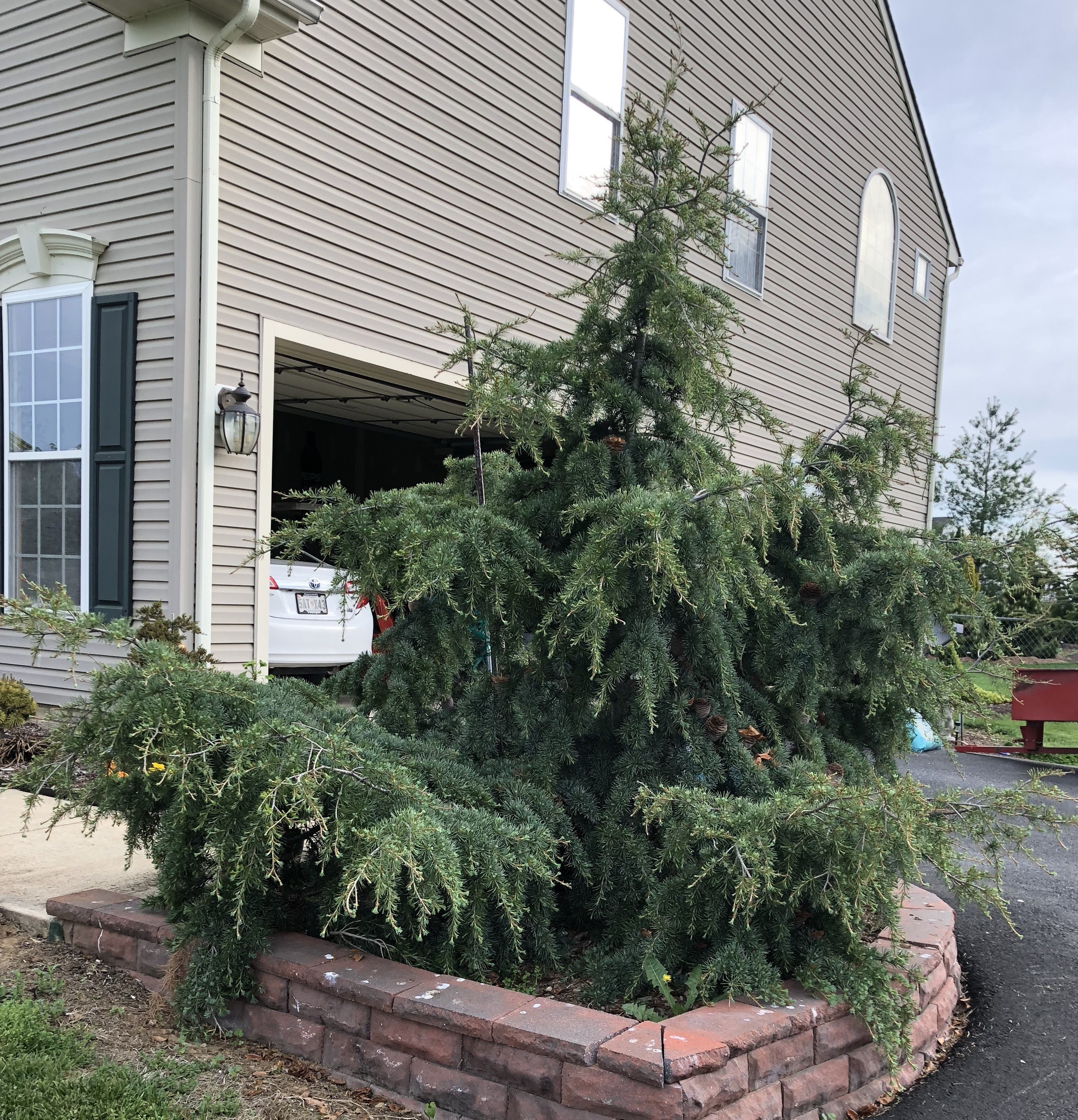 Cedrus libani 