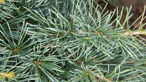 Cedrus libani 