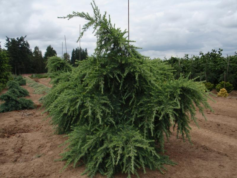 Cedrus libani 